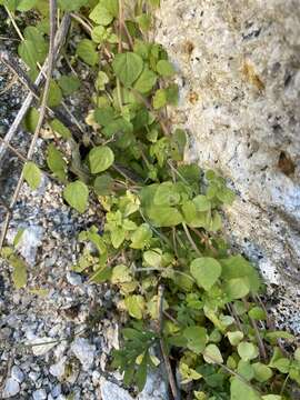 Image of Parietaria micrantha Ledeb.