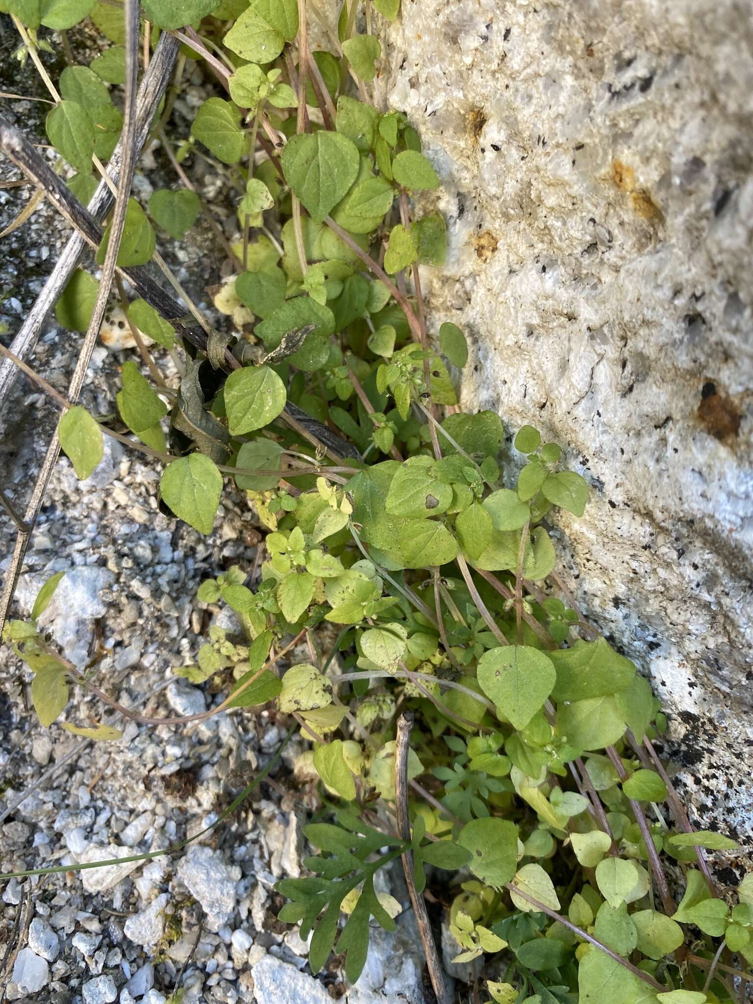 Image of Parietaria micrantha Ledeb.