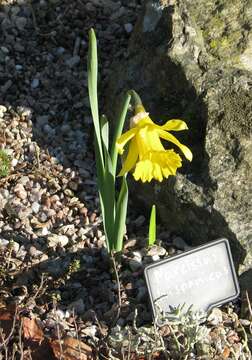 Image of Narcissus pseudonarcissus subsp. major (Curtis) Baker