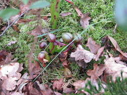 Image of California pitcherplant