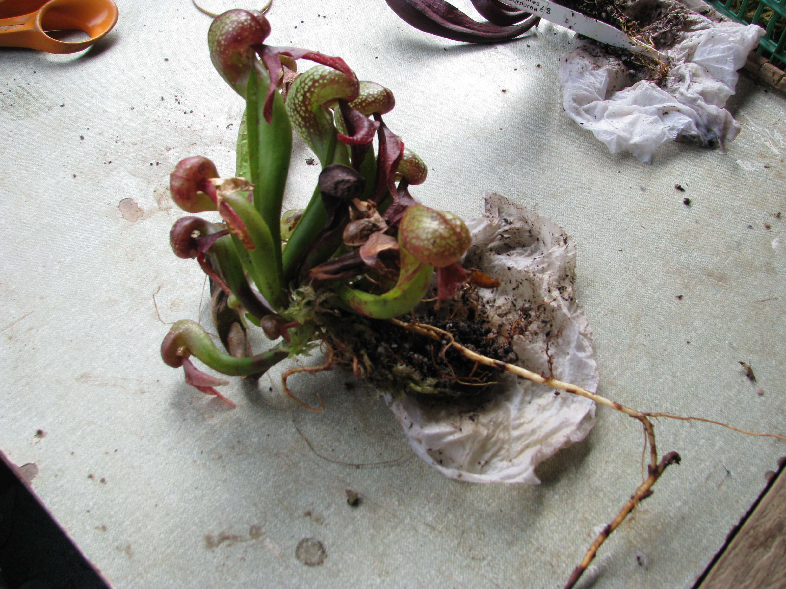 Image of California pitcherplant