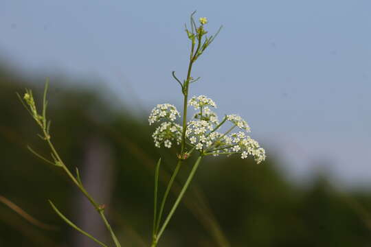 Image of bulblet-bearing water hemlock