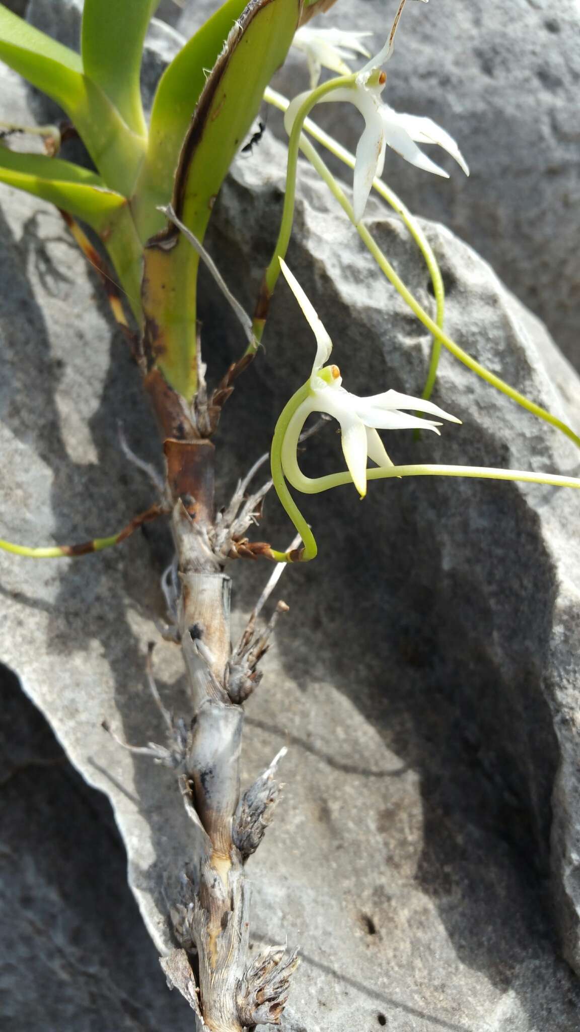 Plancia ëd Jumellea arborescens H. Perrier