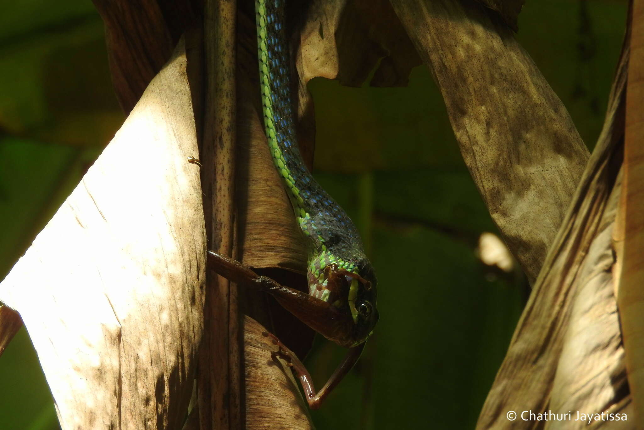 Plancia ëd Dendrelaphis bifrenalis (Boulenger 1890)