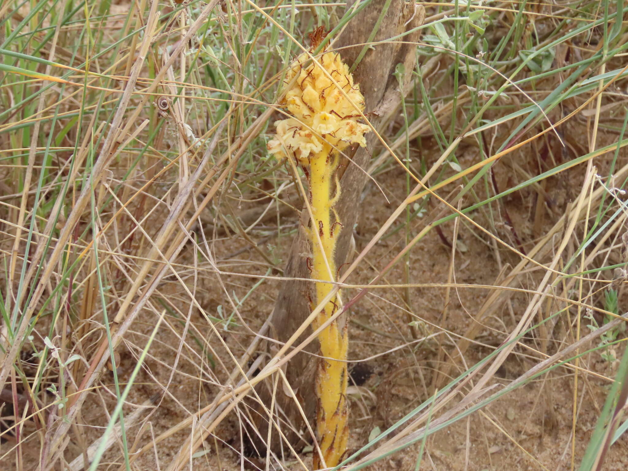 Imagem de Orobanche densiflora Salzm. ex Reuter