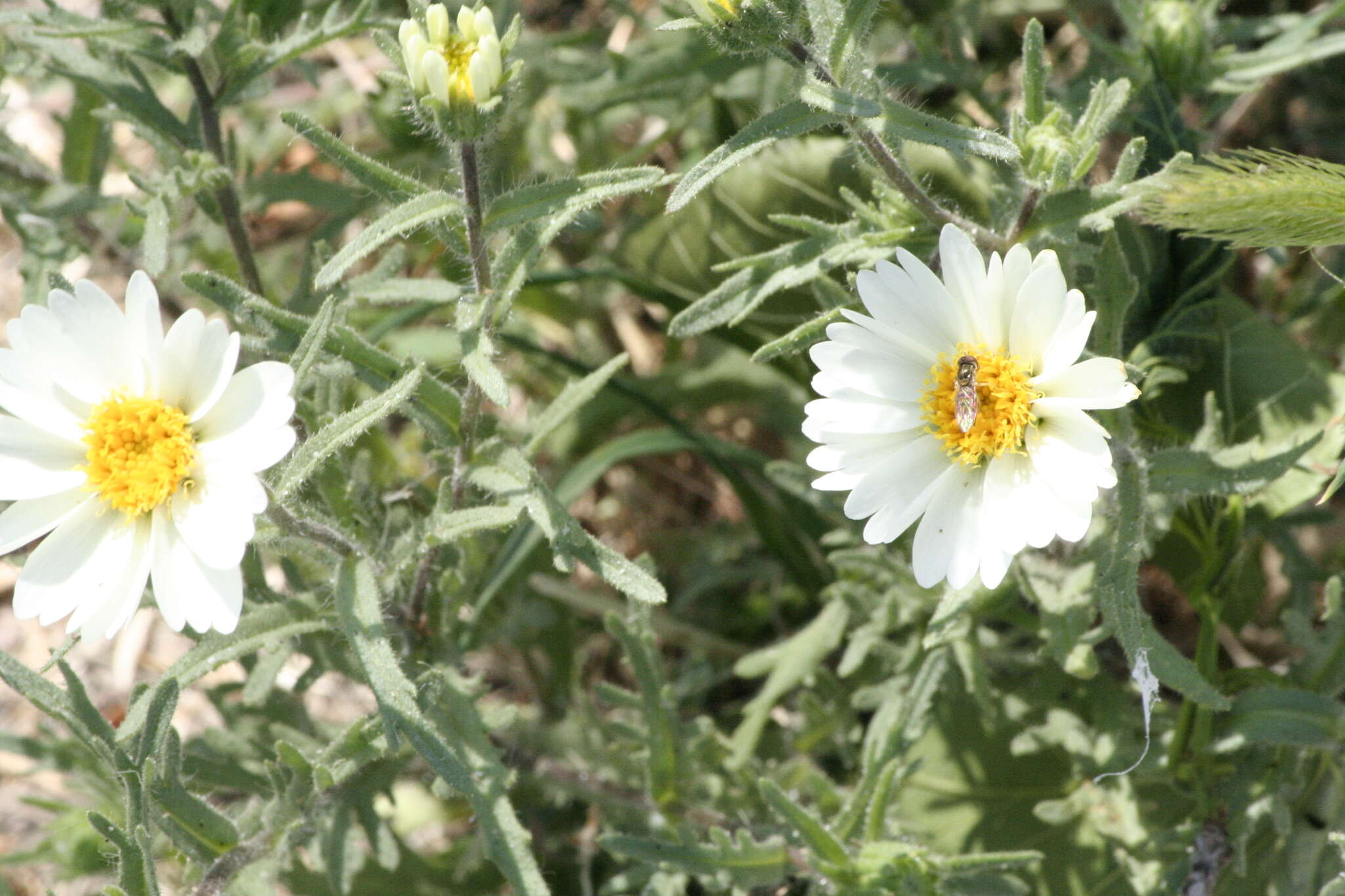 Imagem de Vicia villosa subsp. varia (Host) Corb.