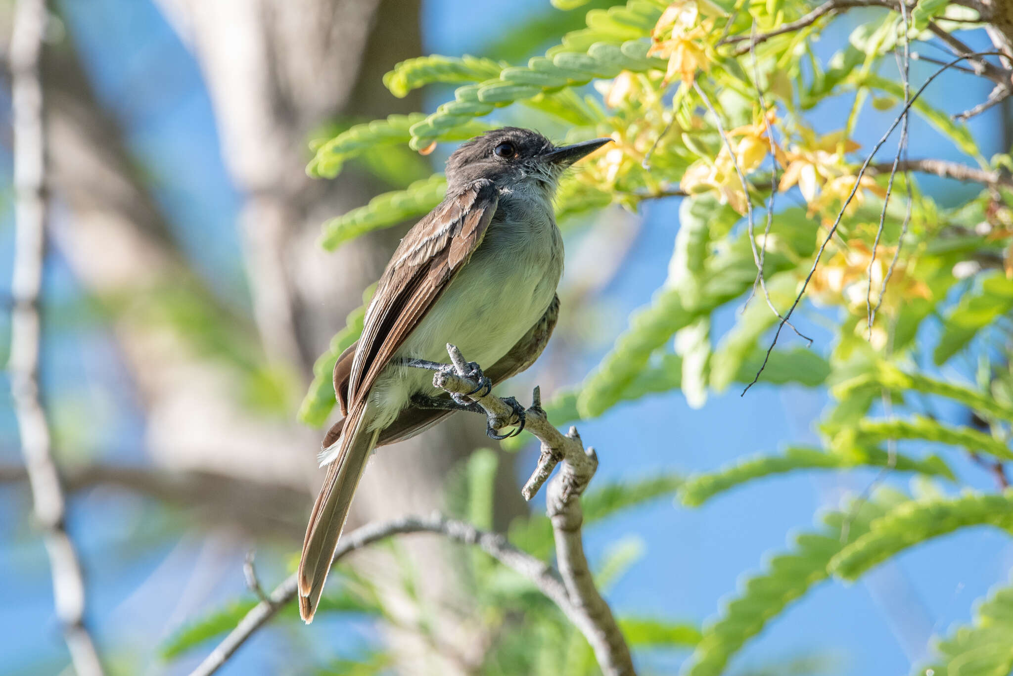 Image of Puerto Rican Flycatcher