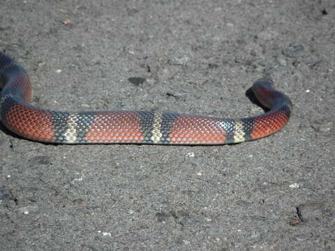 Image of Lampropeltis polyzona Cope 1860