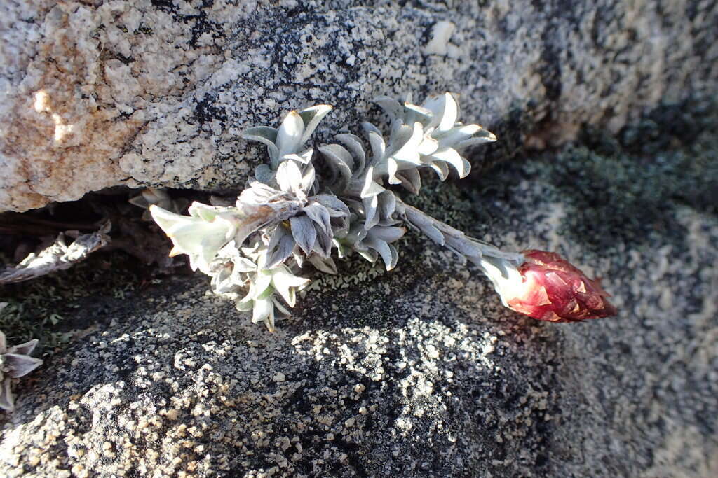 Image of Syncarpha canescens subsp. tricolor (DC.) B. Nord.