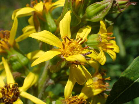 Image of Ligularia sibirica (L.) Cass.