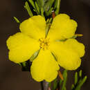 Hibbertia crispula J. M. Black resmi