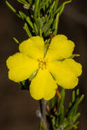 Hibbertia crispula J. M. Black resmi