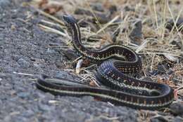 Image of Thamnophis sirtalis pickeringii (Baird & Girard 1853)