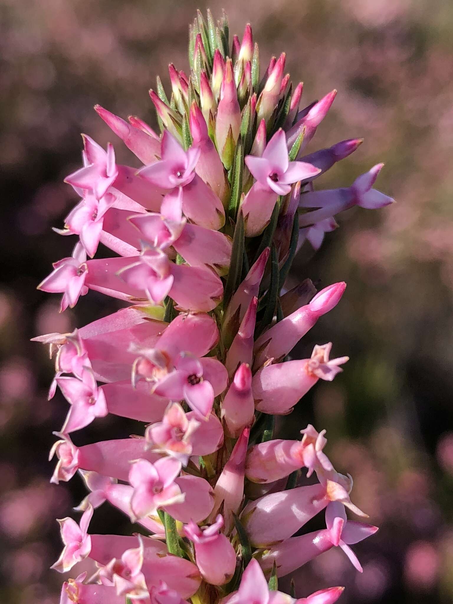 Image of Erica georgica Guthrie & Bolus