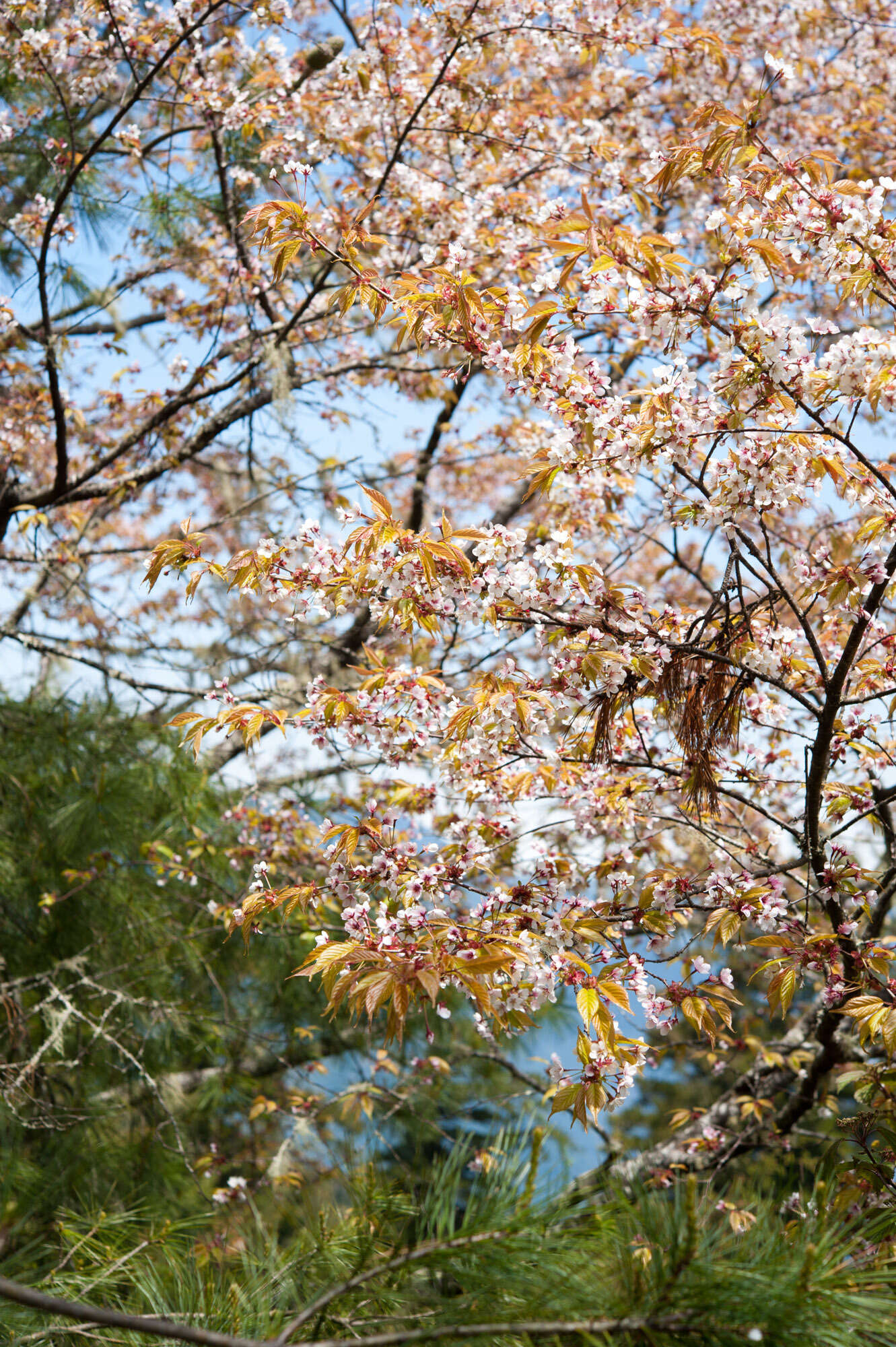 Imagem de Prunus spachiana (Lavallee ex H. Otto) Kitamura