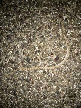 Image of Desert Night Snake