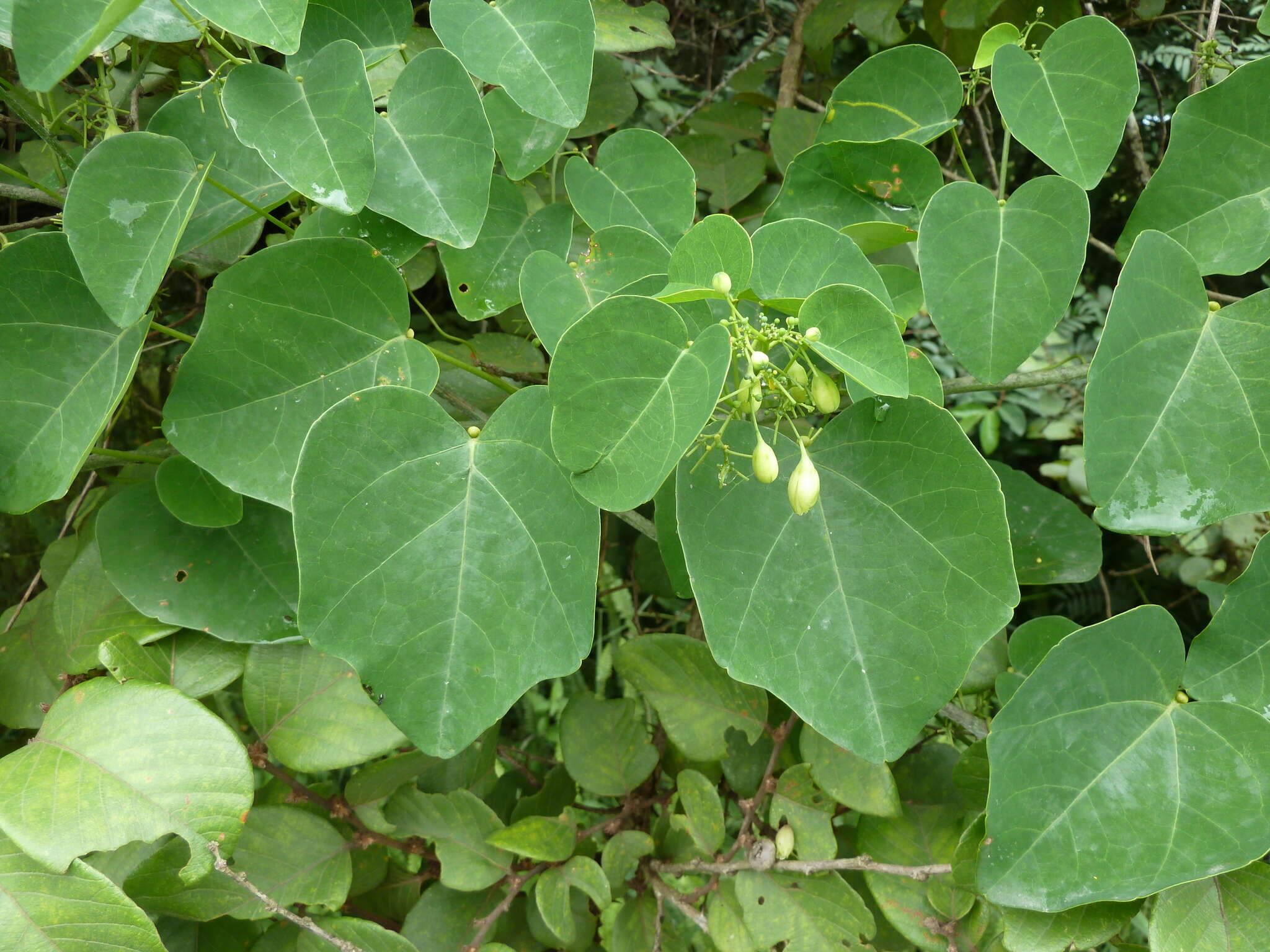 Image of Adenia cissampeloides (Planch. ex Hook.) Harms