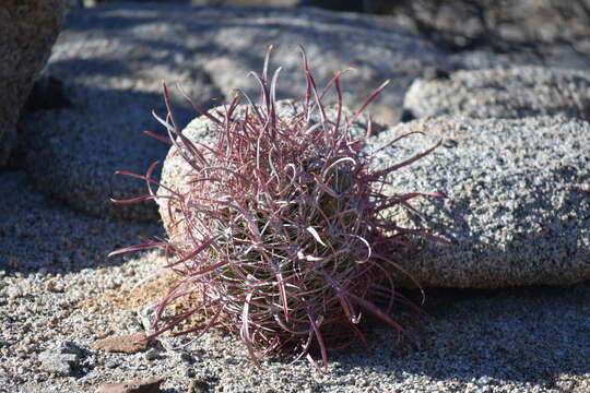 Image of Ferocactus gracilis subsp. tortulispinus