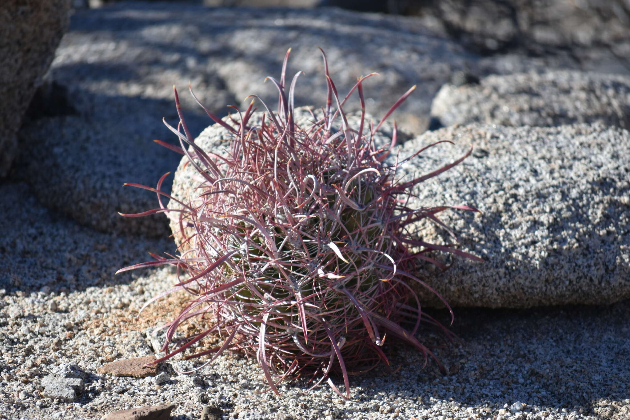 Image of Ferocactus gracilis subsp. tortulispinus