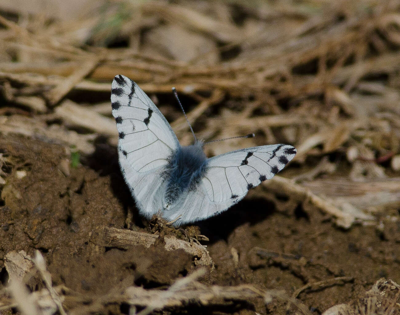 Image of Spring White