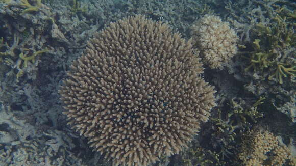 Image of Staghorn coral