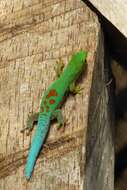 Image of Phelsuma pusilla pusilla Mertens 1964