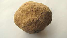 Image of Cream nut