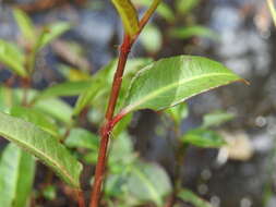 Image de Persicaria dichotoma (Bl.) S. K. Dixit, B. Datt & G. P. Roy