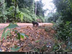 Image of Mandrill