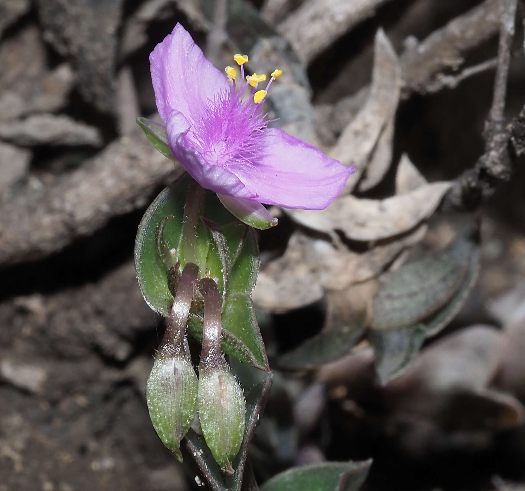 Imagem de Callisia navicularis (Ortgies) D. R. Hunt