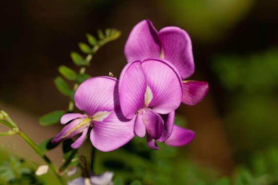 Image of Darling Pea