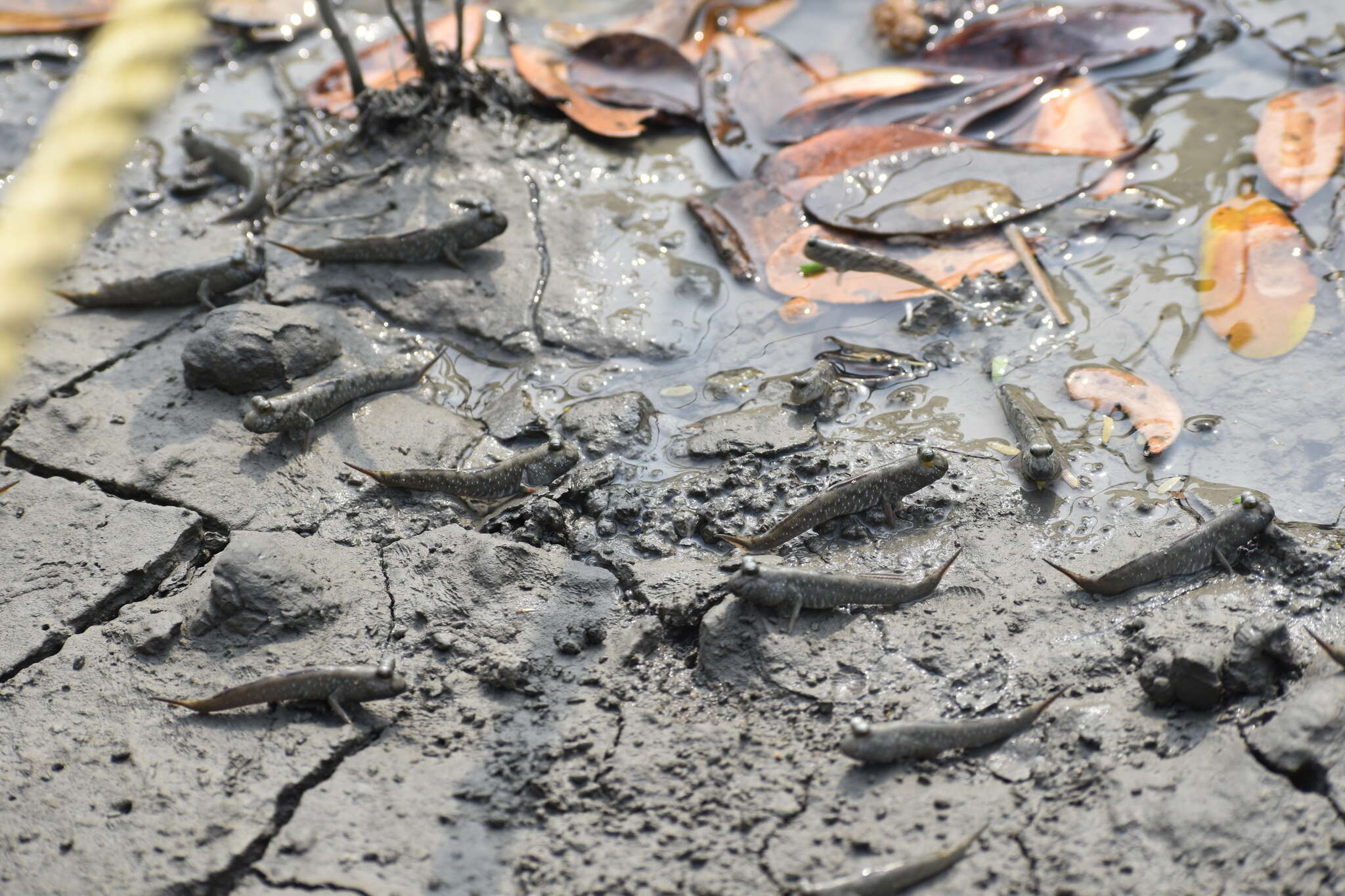 Image of Pearse's mudskipper