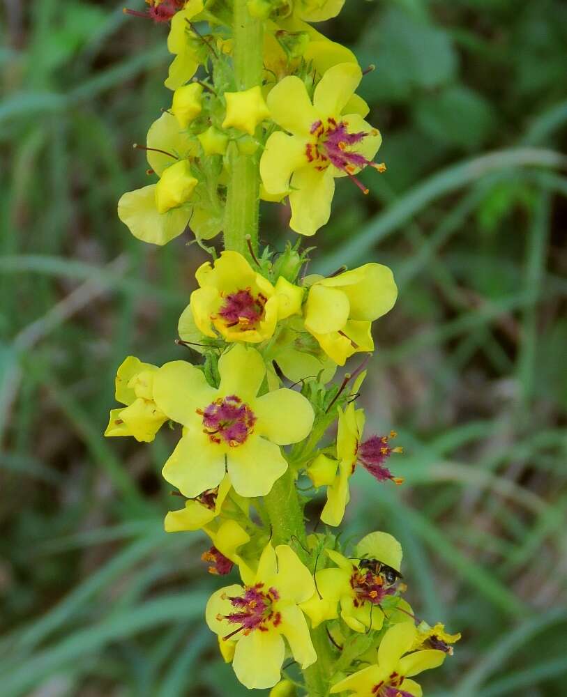 صورة Verbascum alpinum Turra