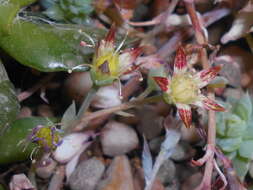 Image of Graptopetalum macdougallii Alexander