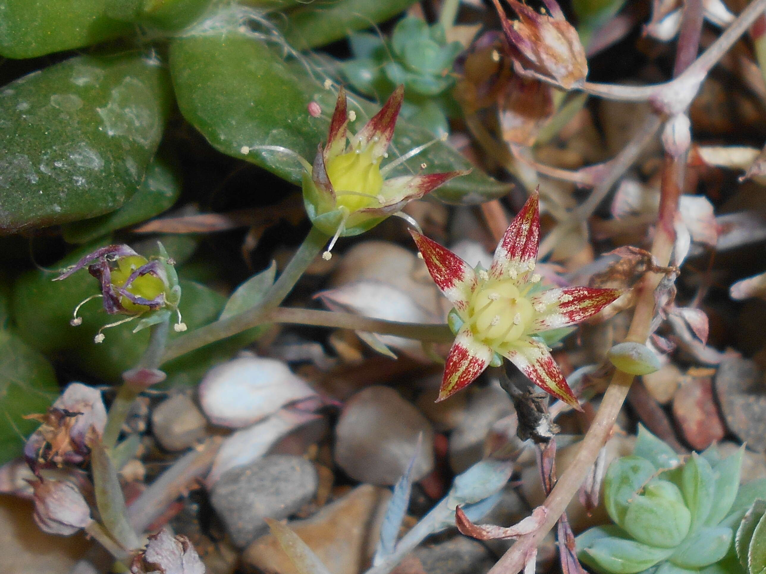 Image of Graptopetalum macdougallii Alexander