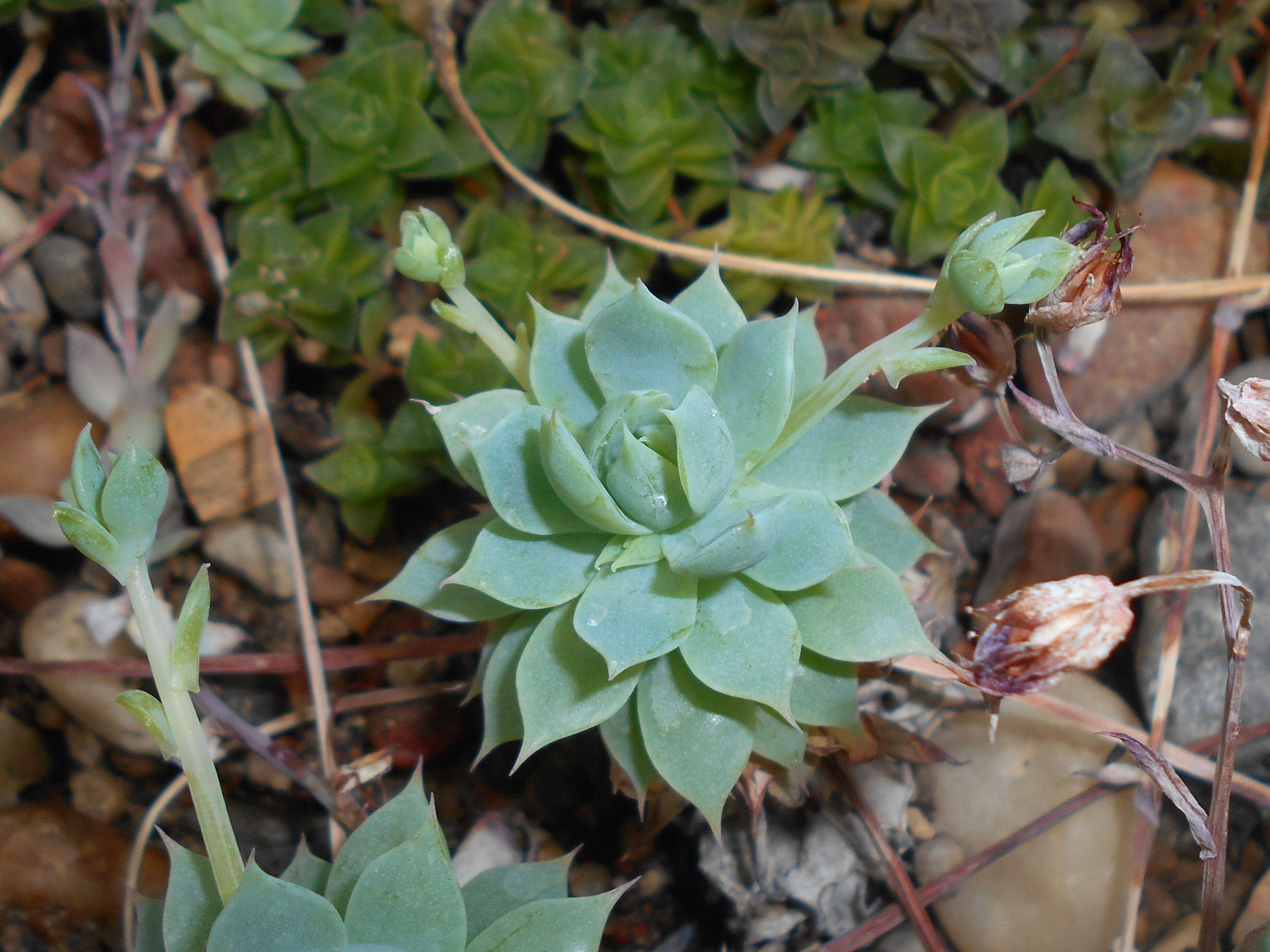 Image of Graptopetalum macdougallii Alexander