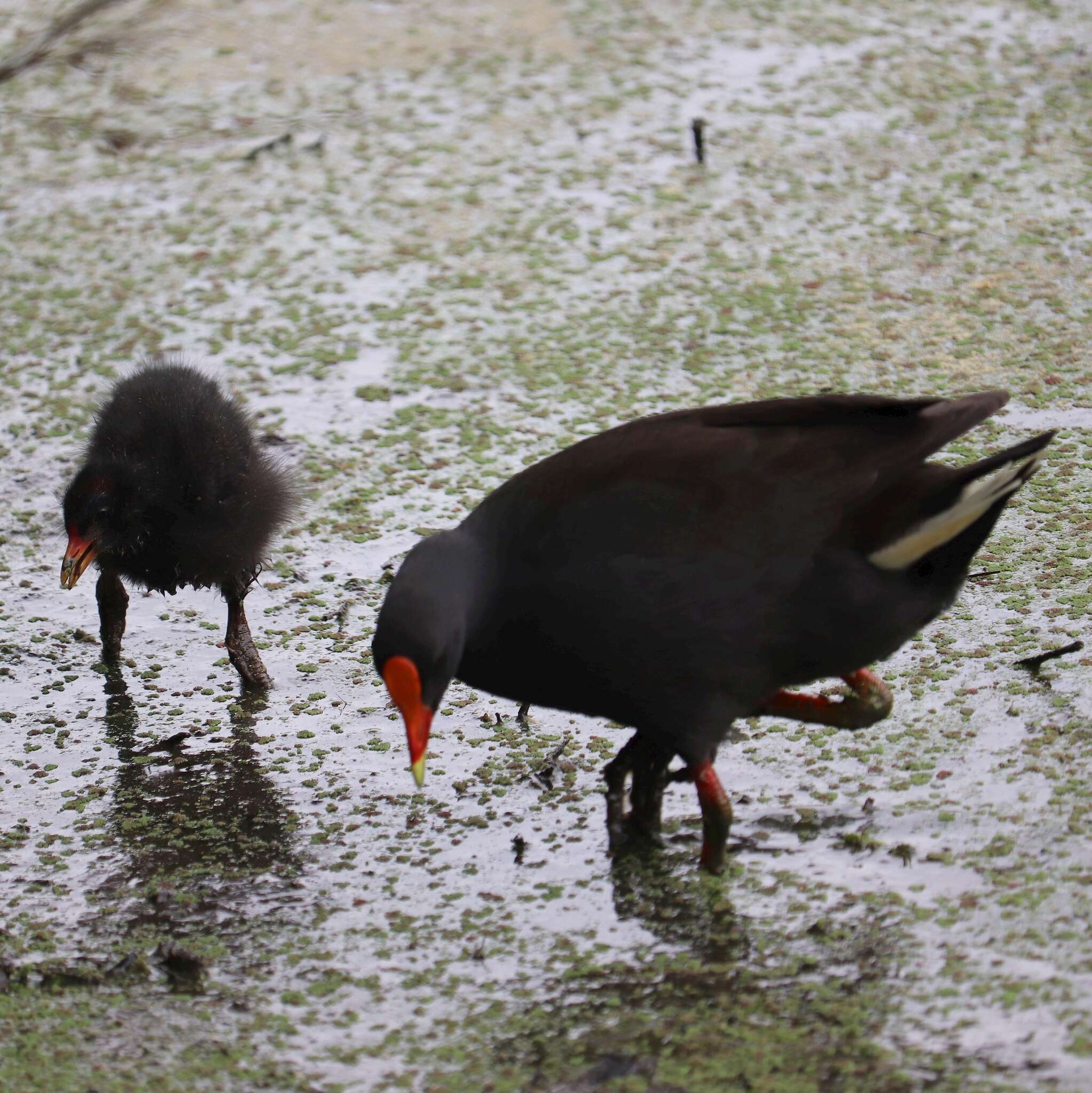 Gallinula tenebrosa tenebrosa Gould 1846 resmi