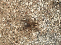 Image of Rabid Wolf Spider