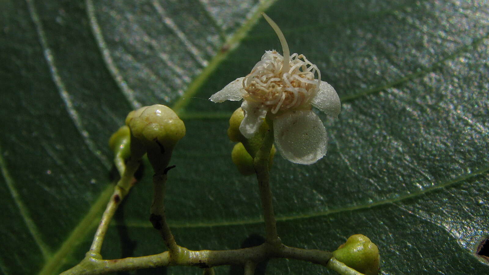 Imagem de Myrcia guianensis (Aubl.) DC.