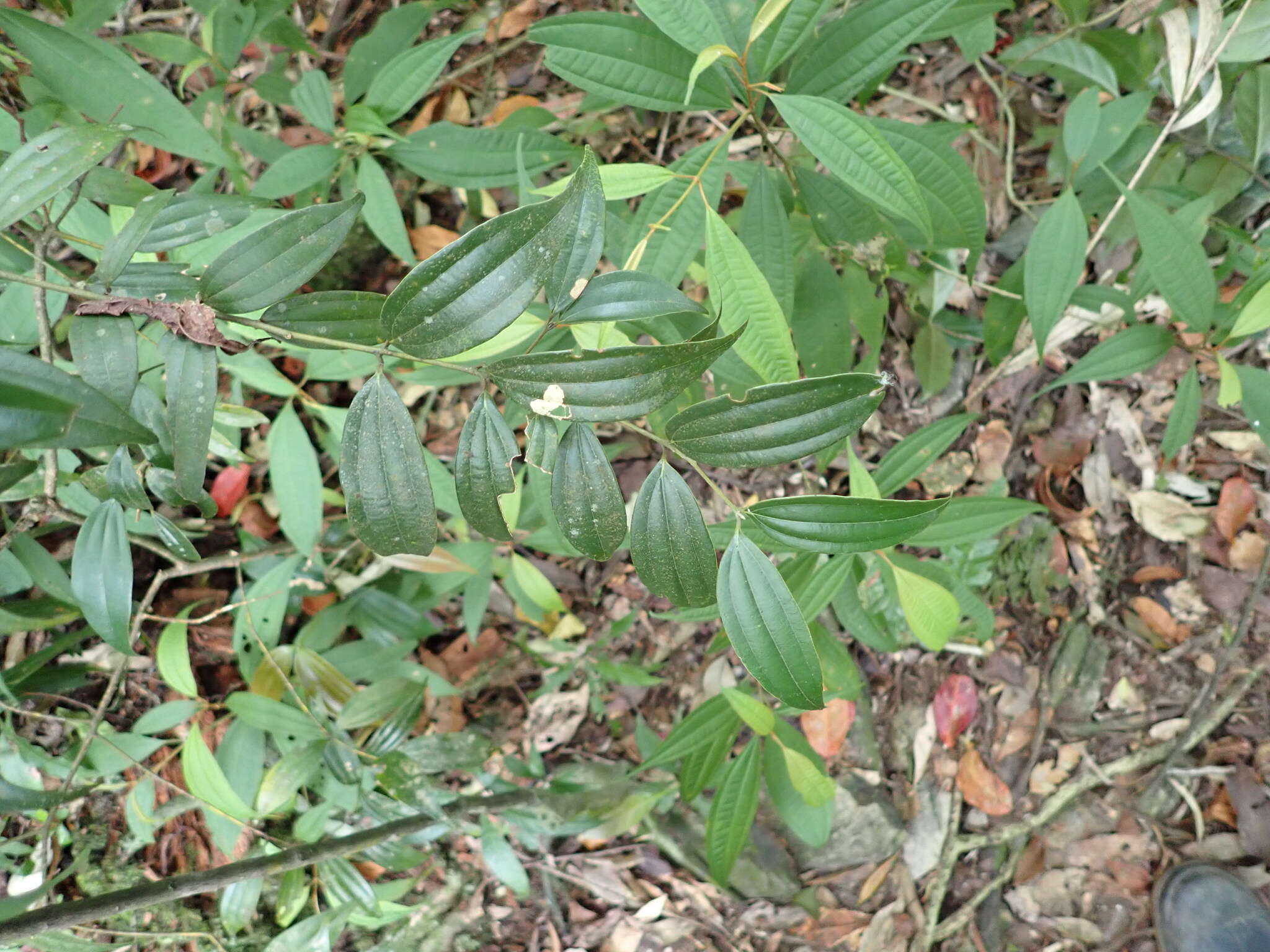 Image of Cinnamomum subavenium Miq.