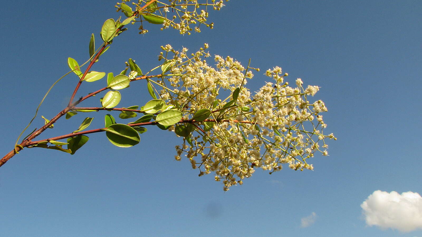 Imagem de Myrcia guianensis (Aubl.) DC.