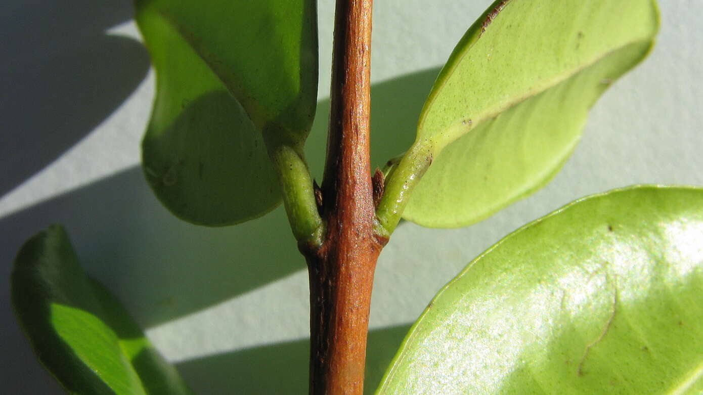 Imagem de Myrcia guianensis (Aubl.) DC.