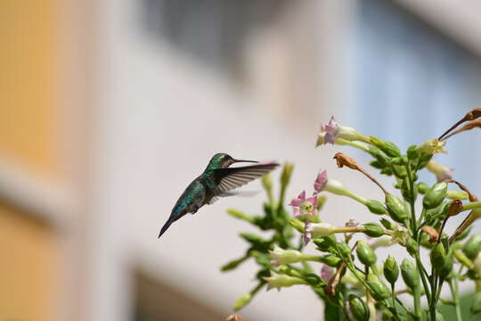 Image of Glittering-bellied Emerald