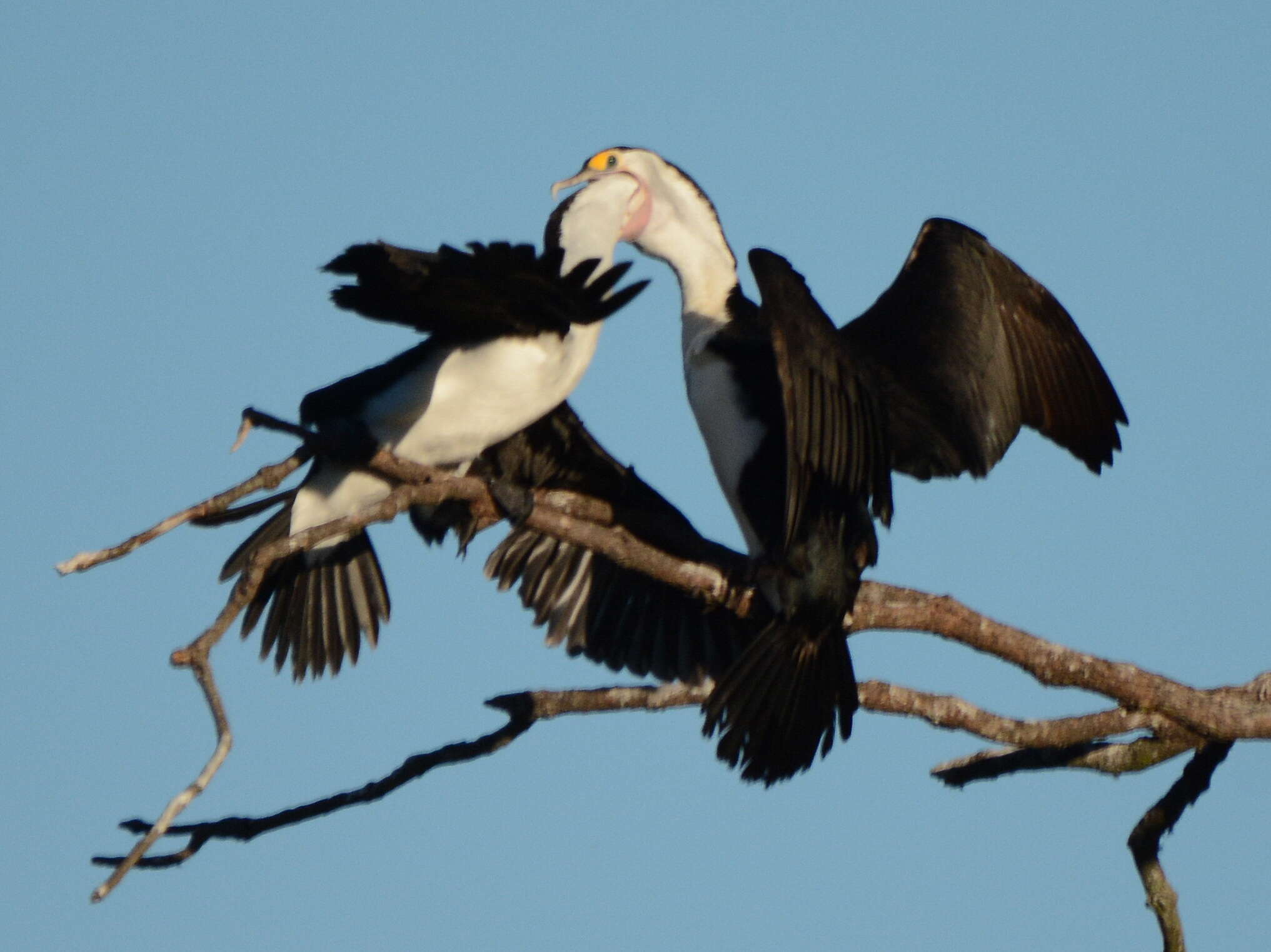 Image of Australian Pied Cormorant