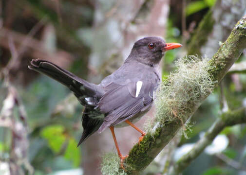 Image of White-chinned Thrush