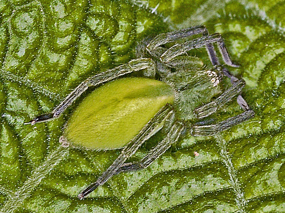 Image of Micrommata ligurina (C. L. Koch 1845)