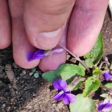 Image of Viola phalacrocarpa Maxim.