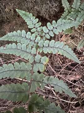 Image of Athyrium leiopodum (Hayata) Tag.