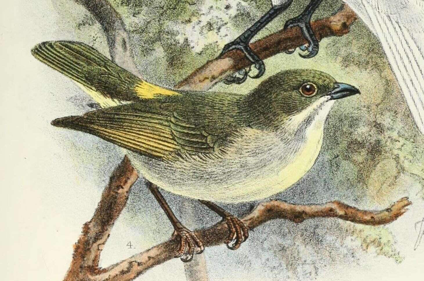 Image of Golden-rumped Flowerpecker