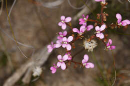 Plancia ëd Stylidium leptophyllum DC.